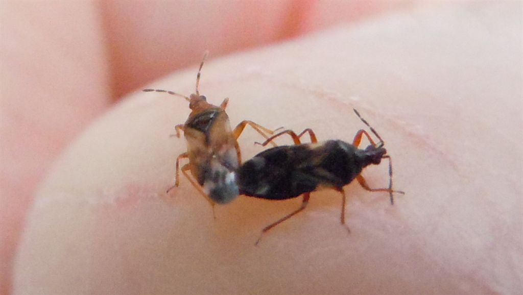 Anthocoridae: Anthocoris cfr. minki della Campania (NA)